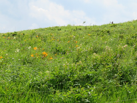 1¼Ö»³¸ª¡¡¥Ë¥Ã¥³¥¦¥¥¹¥²·²À¸ÃÏ