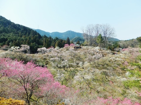 ���ηʿ����᤯��äƤۤ���