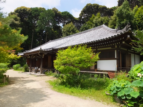 6�����ΰ�����Ʋ