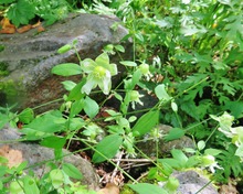 11・ナンバンハコベ(ナデシコ科)