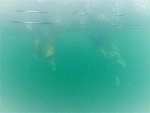 �����椫�鸫����Ĭ