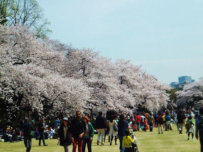 外人さんも花見です