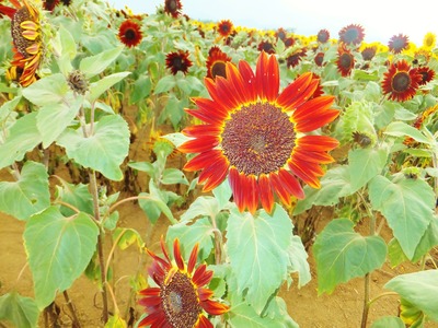 �ϡ��Ȥη��ϥ֥�ɥ�åɥ������ɤȤ����Ҥޤ��ǽ���Ƥ��ޤ�