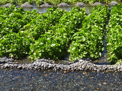 6�������夬�蘆���Ĥ�����ͯ���Ф�