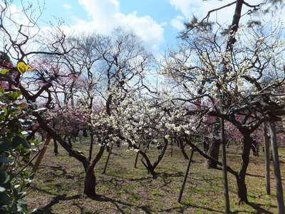 七分咲きの梅苑