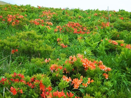 盛りのレンゲツツジ