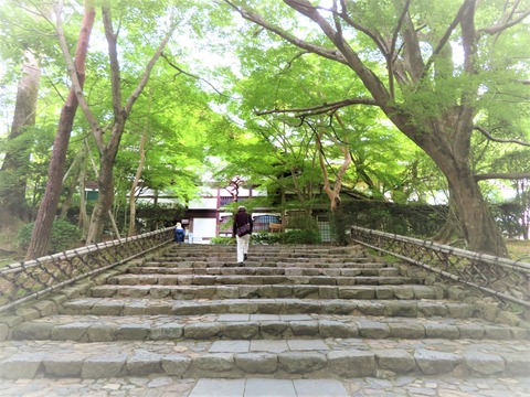 ÀÄ¥â¥ß¥¸¤¬Èþ¤·¤¤Î¶°Â»û¤ÎÀÐÃʤÈζ°Â»û³À