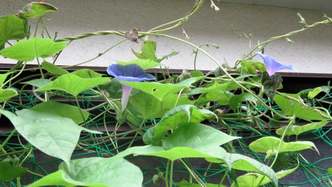 2・上にも二輪の朝顔が・・・