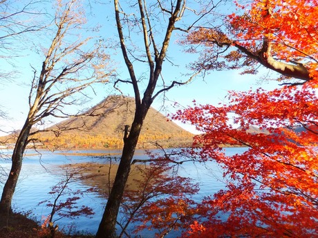 ���դ�Ĥ�鷺��