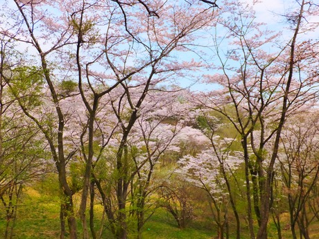 滝山城跡桜の園