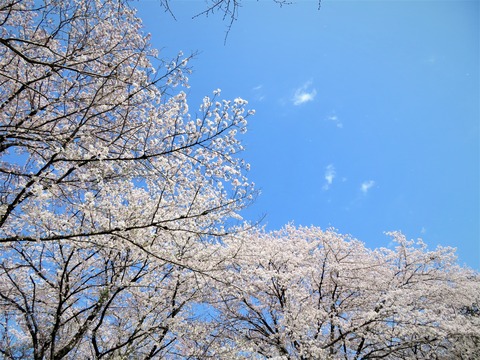 片倉城址公園の桜