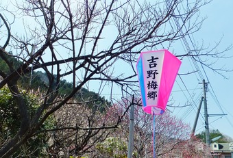 �����߶�����