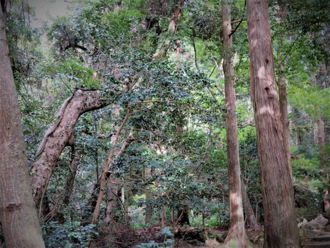 ����Ĥ����Ρ����餺�ο���