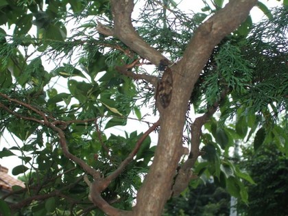 �Ĥ�����2