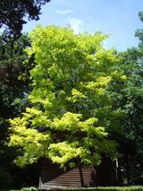 �˥����������β���