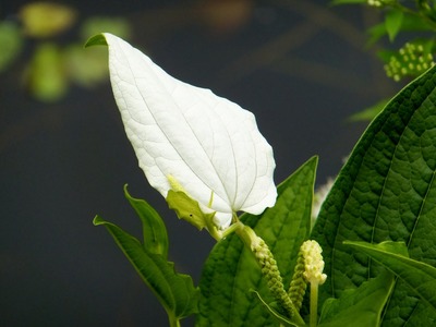 ���줾Ⱦ����