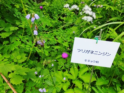 8ĥꥬͥ˥󥸥ʥ祦ʡ