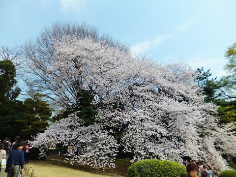 一本の桜の樹です