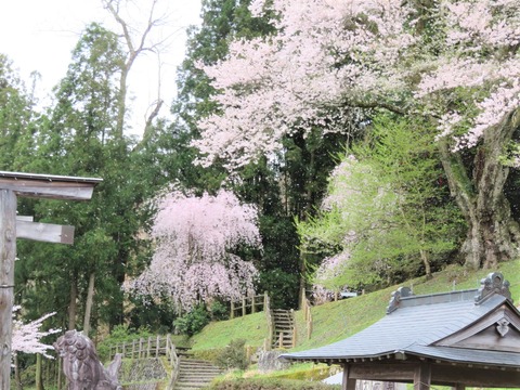 ������βֿ��� - ���ԡ�