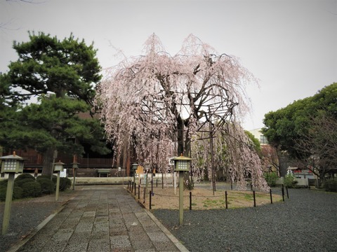 ����Ʋ�˰�����