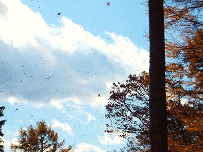 ����ޥĤ�����