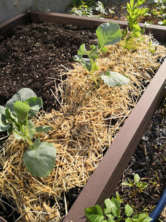 IMG_20200830_072830[1]