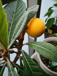 IMG_20200525_130500