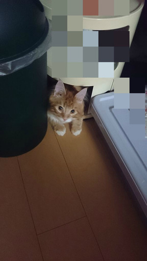 BlogPaint