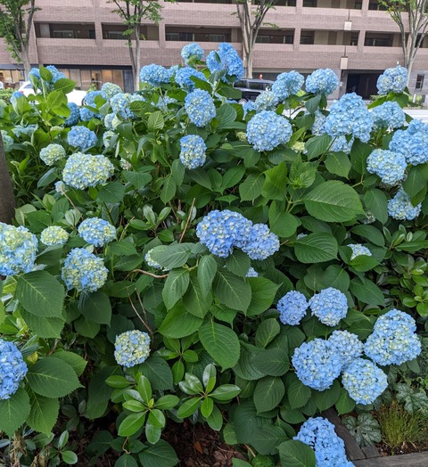 PXL_20220527_064828337