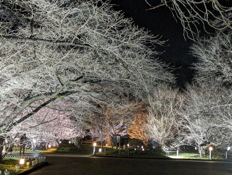 PXL_20240323_102613654