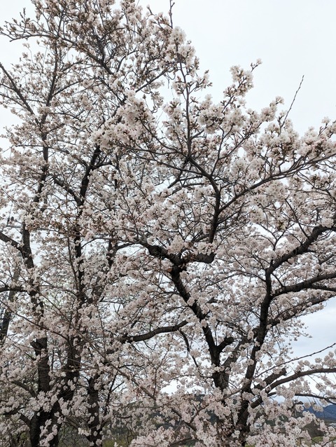 PXL_20230324_072629127