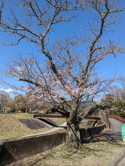 PXL_20230322_052442744