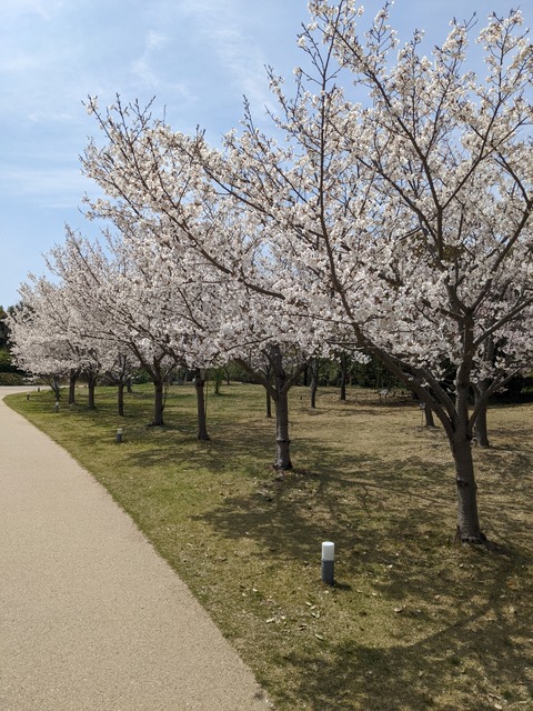 PXL_20220406_023918077