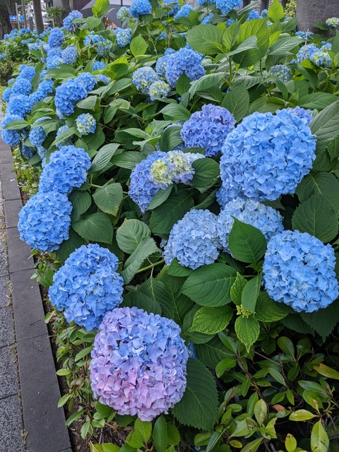 PXL_20220527_064947359