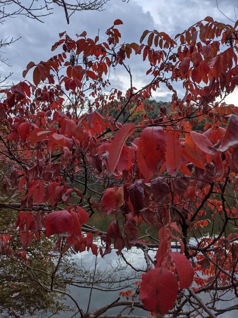 PXL_20211117_075230130