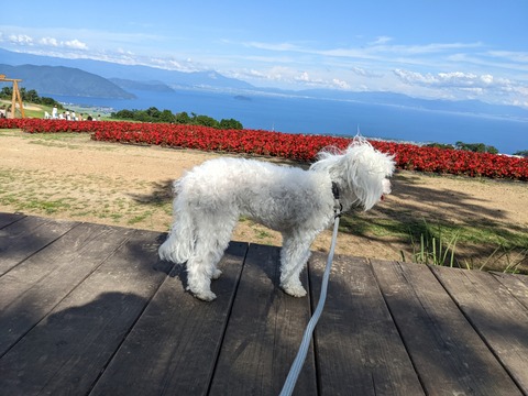 「標高６７４m」琵琶湖を一望できる【びわこ箱館山】山頂で犬と一緒に絶景を見てきた