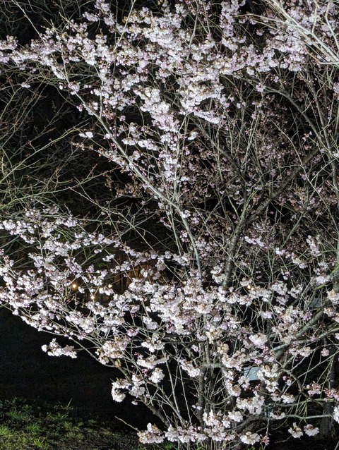 PXL_20240323_102634129