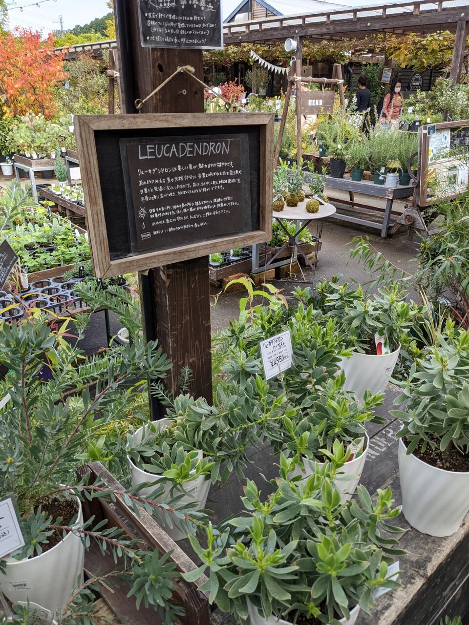 園芸 ザ ファームユニバーサル大阪に久々に行ったらテーマパークみたいになっていた 京都目線 Fwf彡 園芸 ザ ファームユニバーサル大阪に久々に行ったらテーマパークみたいになっていた 京都目線 Fwf彡