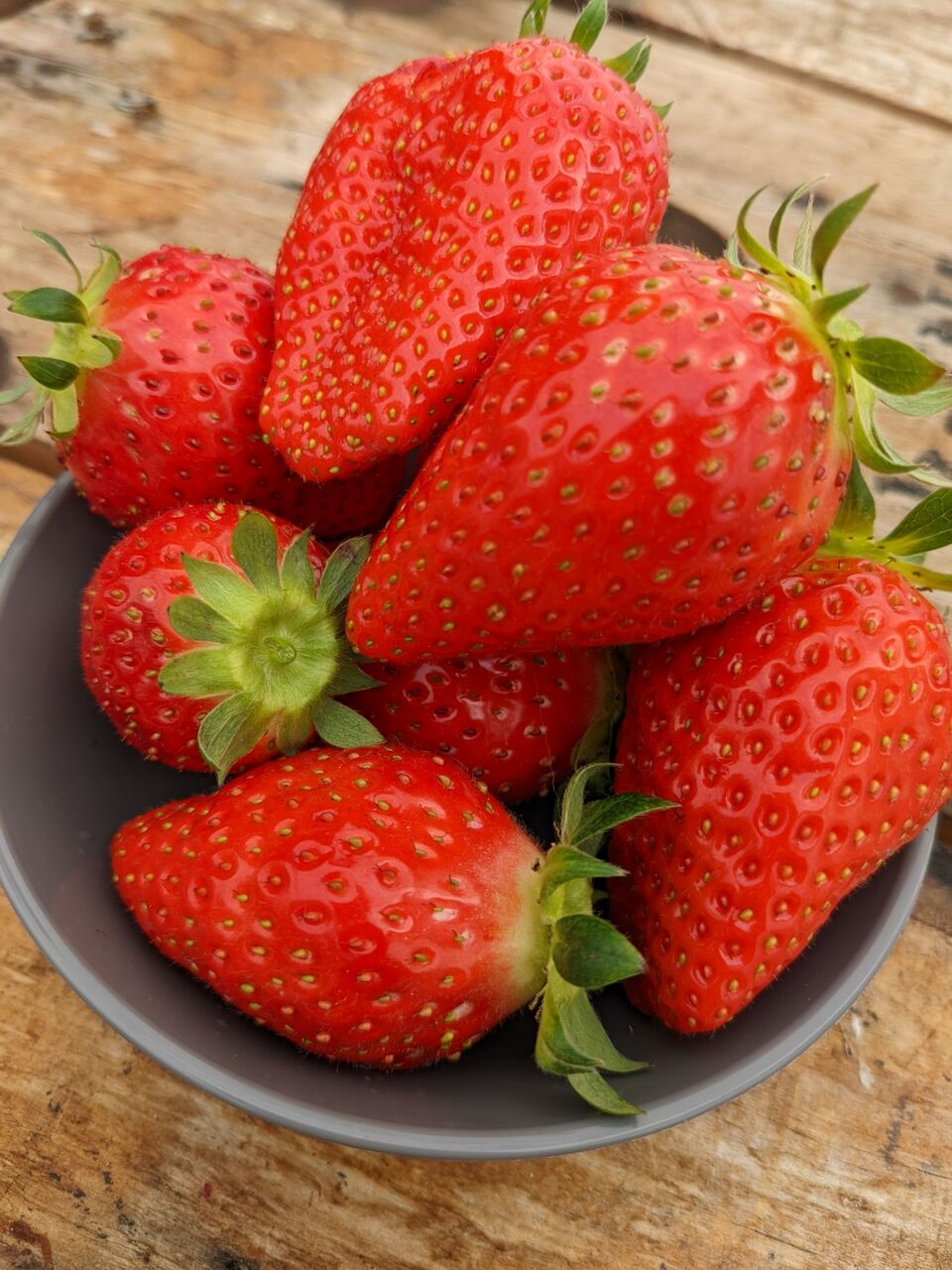 犬と一緒にいちご狩りができる 高野いちご園 に１か月ぶりに再訪した 京都目線 Fwf彡