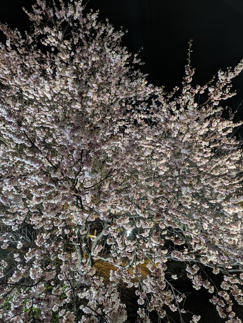 PXL_20240323_102721505
