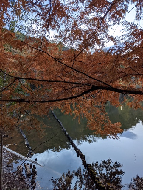 PXL_20211117_075436504