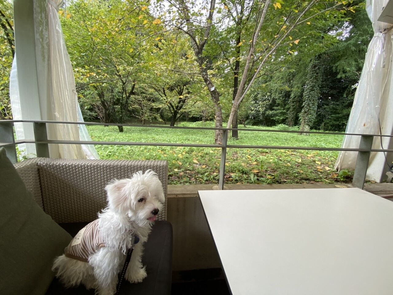 京都北山のイタリアン インザグリーン に植物園の景色を見ながら犬と一緒に食事ができるテラス席があった 京都目線 Fwf彡