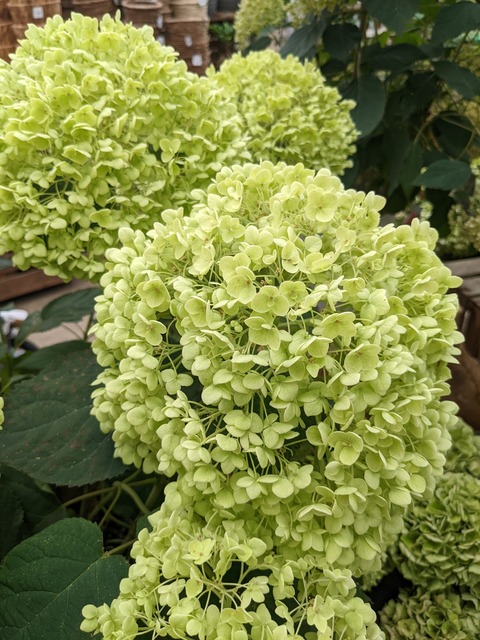 PXL_20220625_052117943