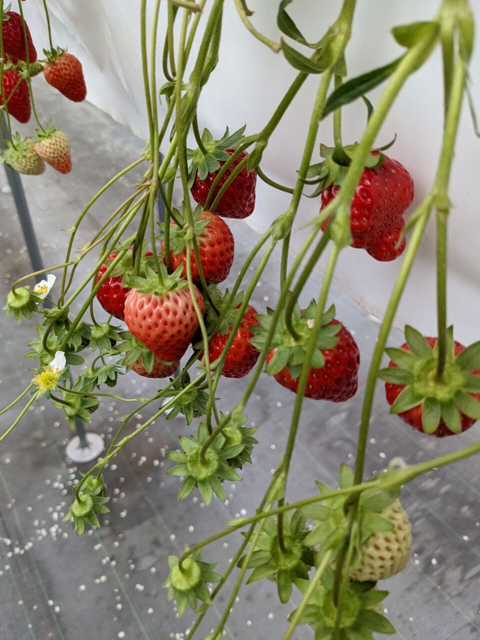 京都から車で３０分 犬と一緒にいちご狩りができる 高野いちご園 がスゴかった 京都目線 Fwf彡