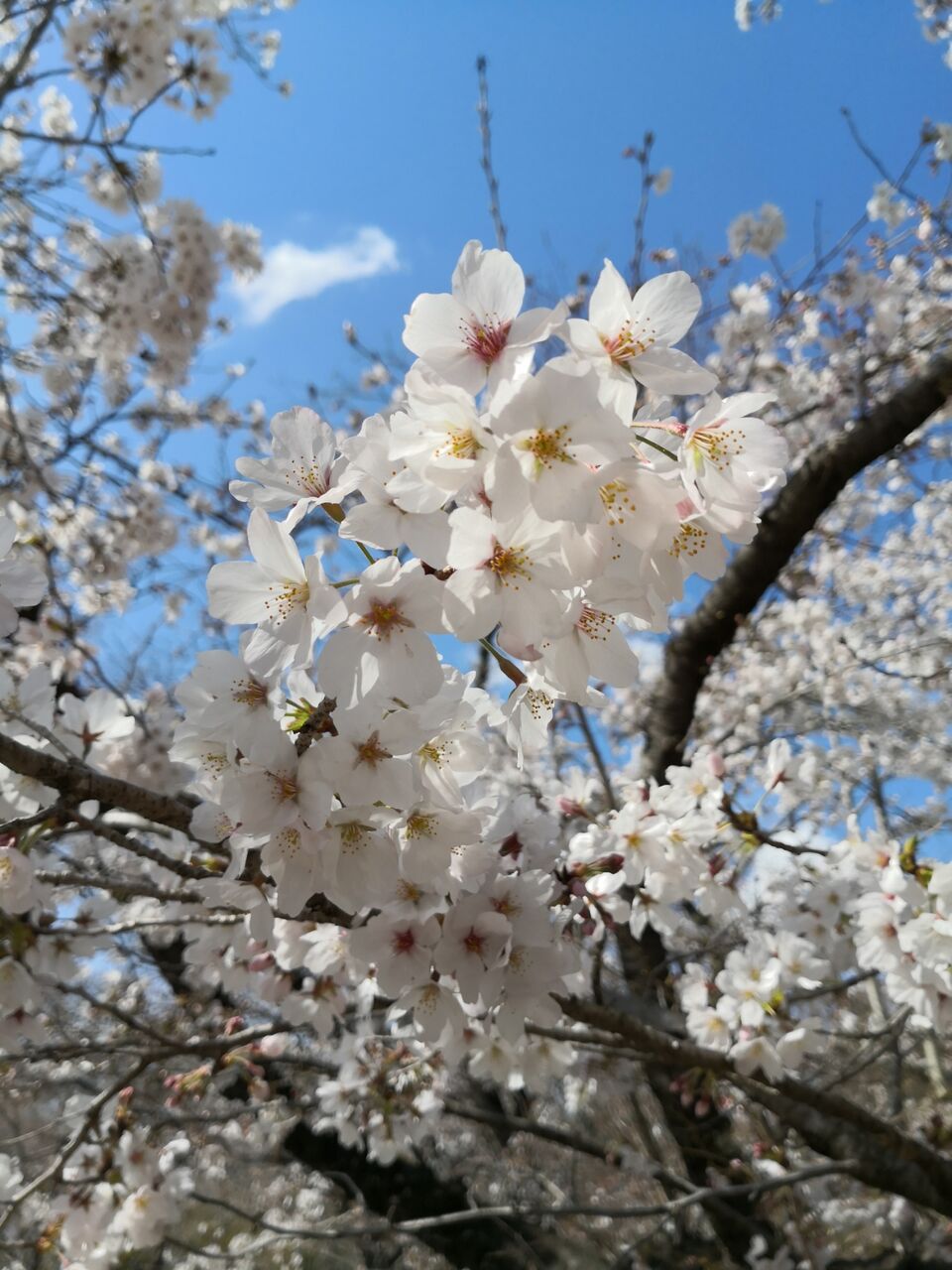 京都府立植物園 桜の開花状況ほか 3月24日現在 京都目線 Fwf彡 京都府立植物園 桜の開花状況ほか 3月24日現在 京都目線 Fwf彡