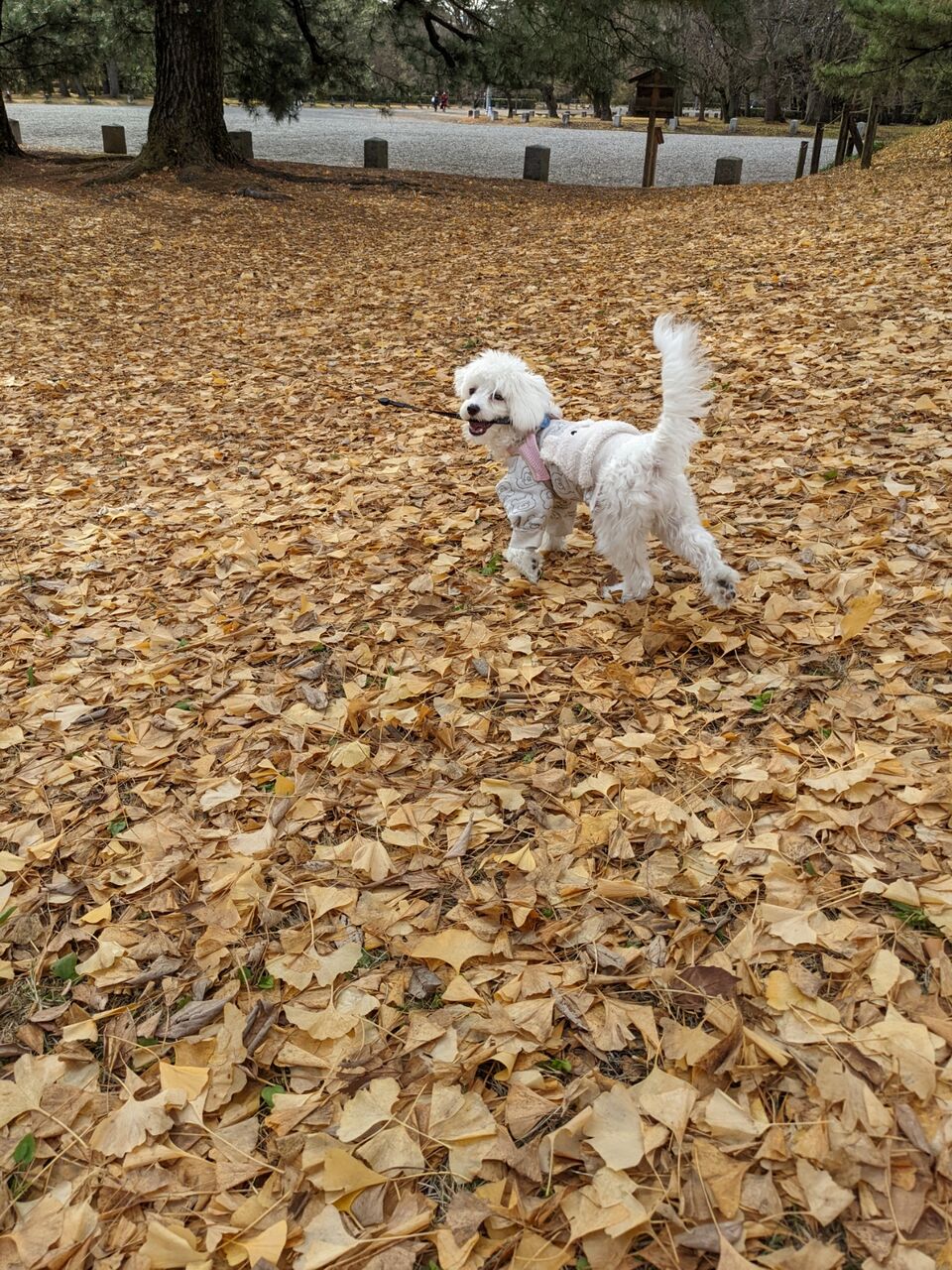 御所 京都御苑に犬と散歩に行ってきた 京都目線 Fwf彡