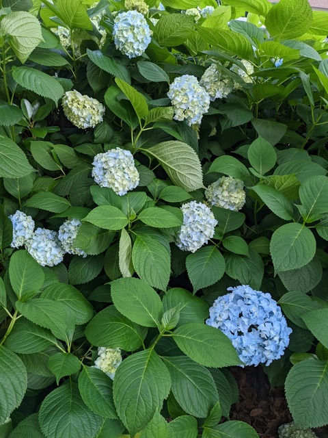 PXL_20220527_064845282