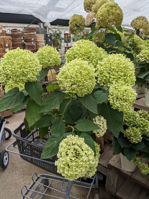 PXL_20220625_052123656
