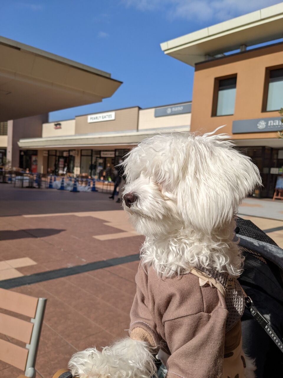 京都から３０分 三井アウトレットパーク滋賀竜王へ犬と一緒に行ってきた 京都目線 Fwf彡