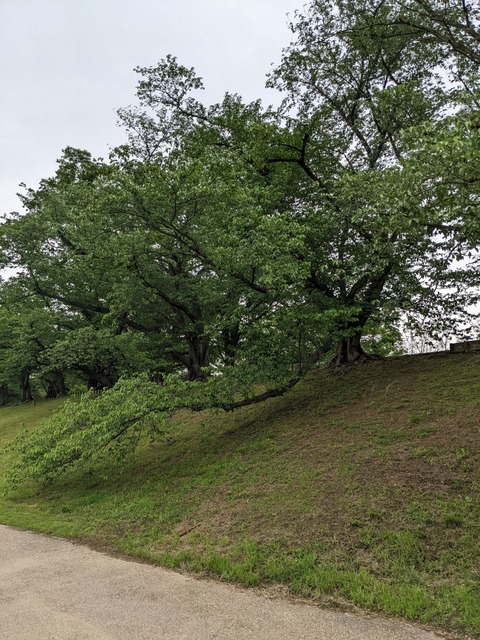 PXL_20220427_045322163